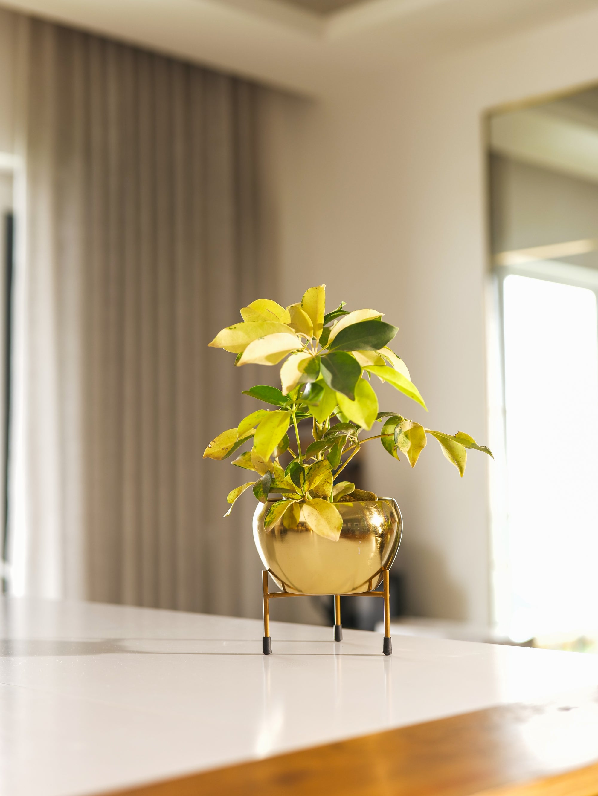 Bloom Vase