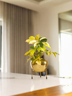 Bloom Vase